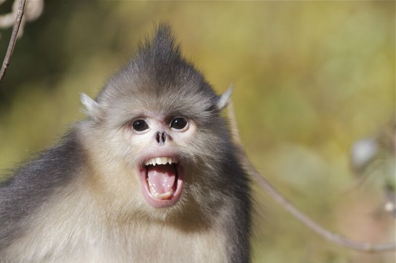 Plik:SmolPracharon.jpg